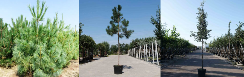 Bladhoudende bomen