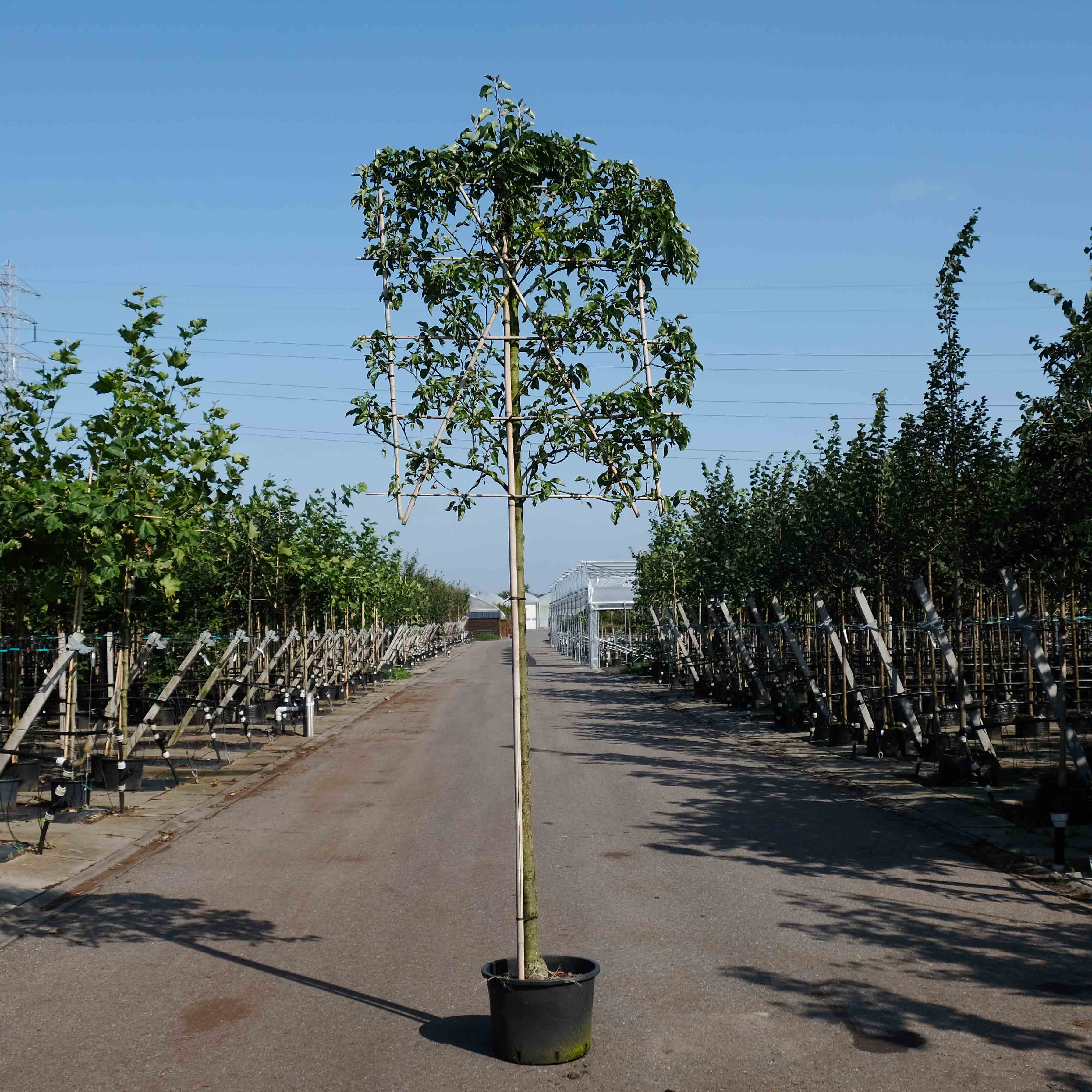 De sierpeer als leiboom in uw tuin