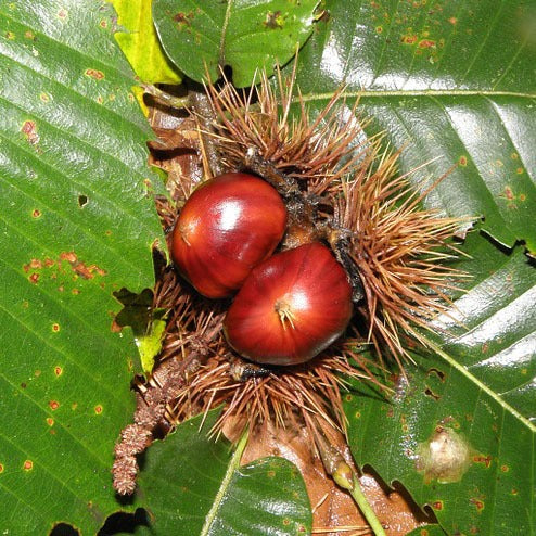 Kastanjeboom snoeien en verzorgen