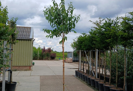 Zevenzonenboom