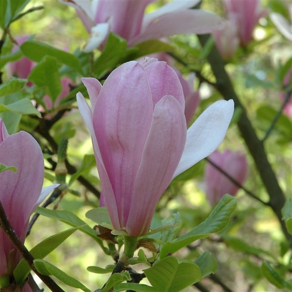 De magnolia snoeien: Wanneer, Hoe & Waarom