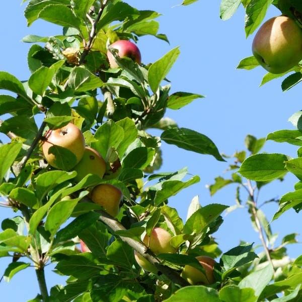 De appelboom snoeien en verzorgen