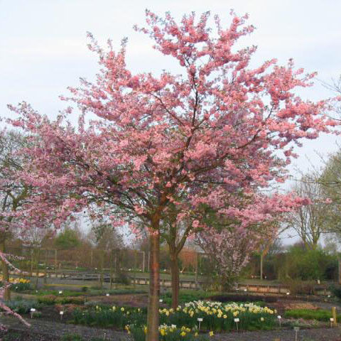 Hoe moet je de Japanse Sierkers planten?
