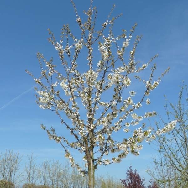 De kersenboom snoeien en verzorgen