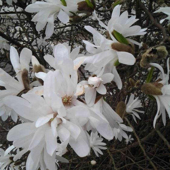 Welke magnolia soorten zijn er?