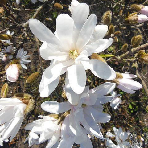 Bloesemboom