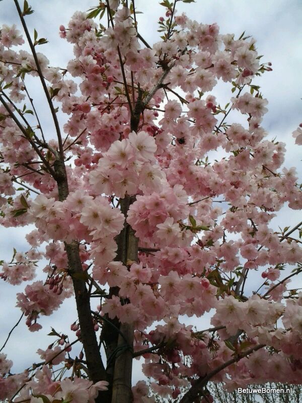 Prunus Serrulata Kanzan