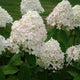 Hortensia LimeLight