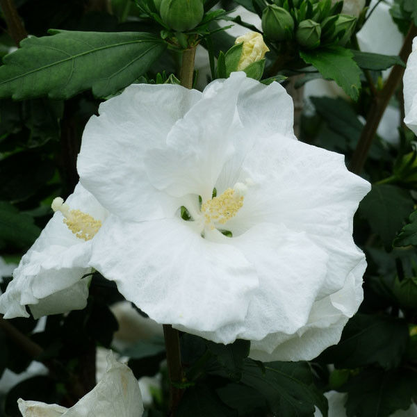 Hibiscus (Hibiscus syriacus Totus Albus)