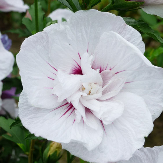 Hibiscus (Hibiscus syriacus Speciosus)