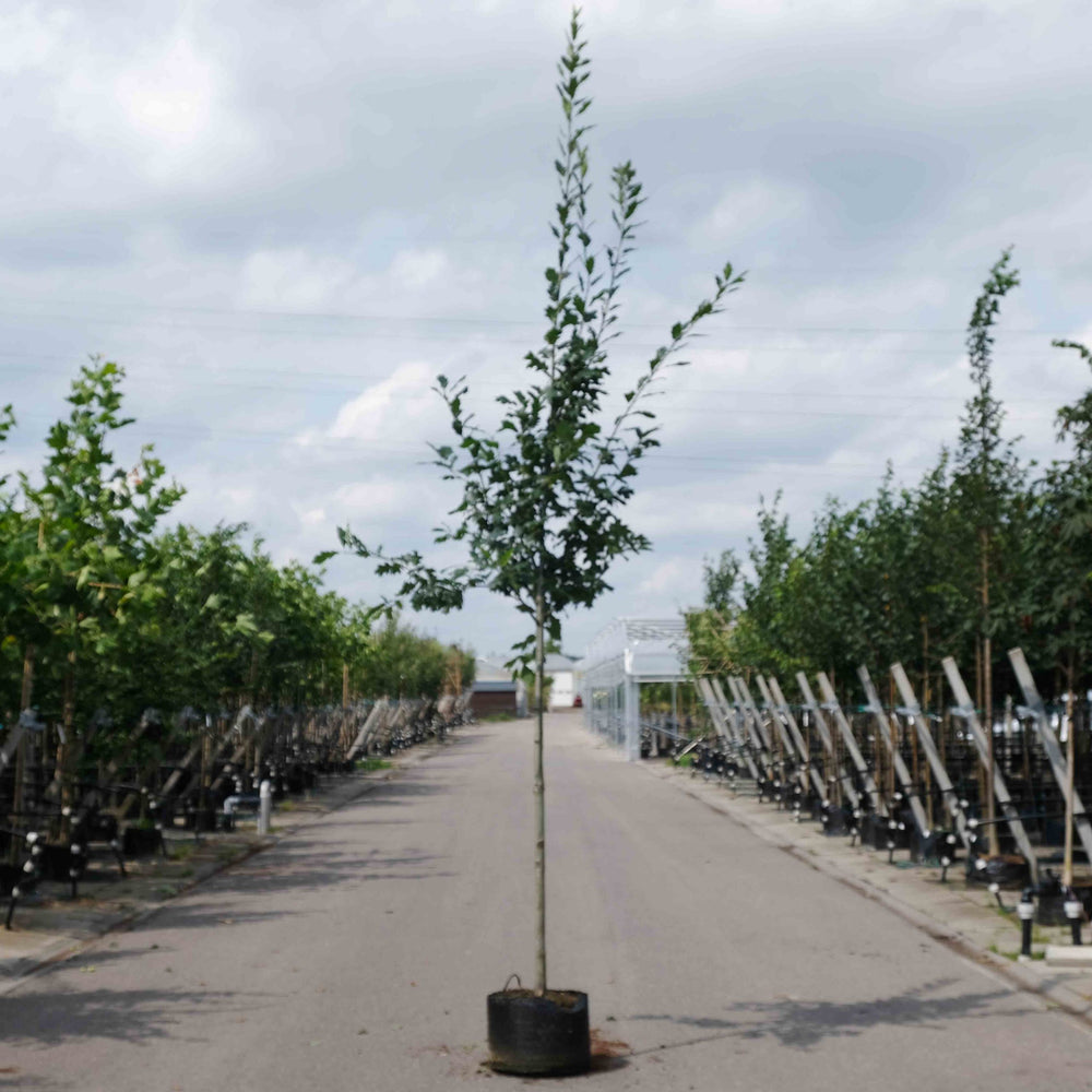 Amerikaanse eik (Quercus rubra)