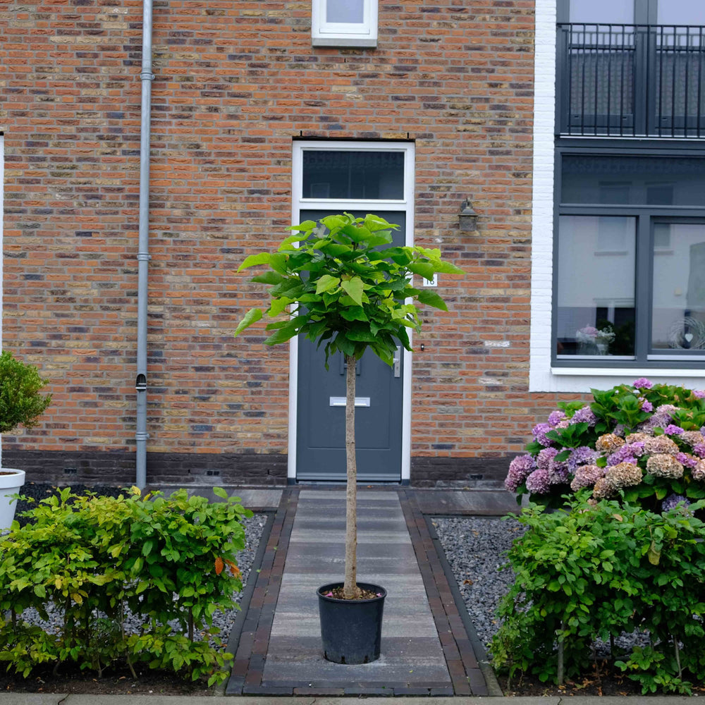 Bolcatalpa in de voortuin
