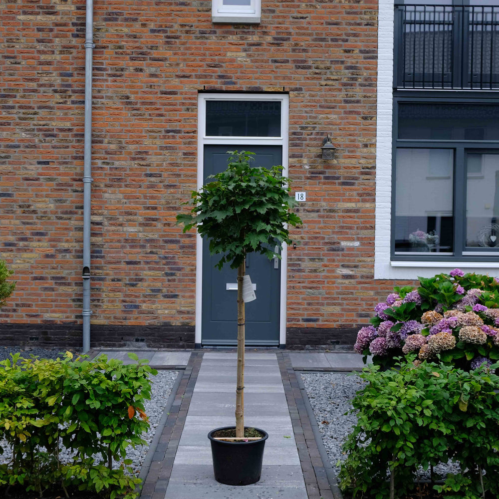 Bolesdoorn (Acer platanoides Globosum)