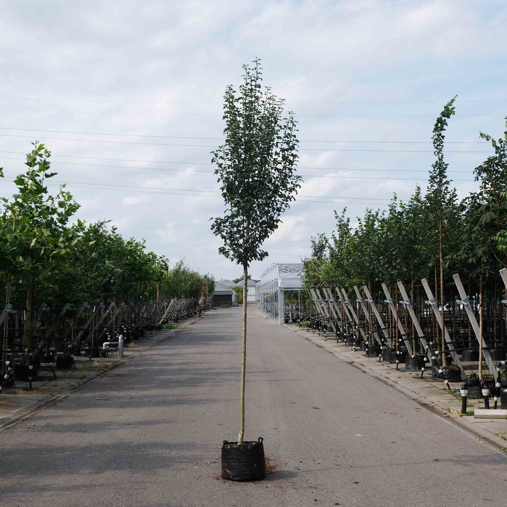 Zuilvormige meidoorn (Crataegus monogyna Stricta)