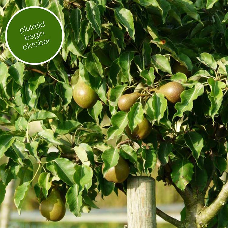 Perenboom Pyrus Gieser Wildeman