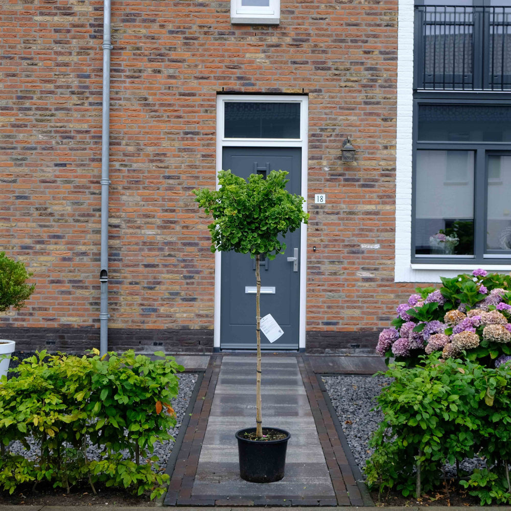 Japanse notenboom op stam (Ginkgo biloba Mariken)