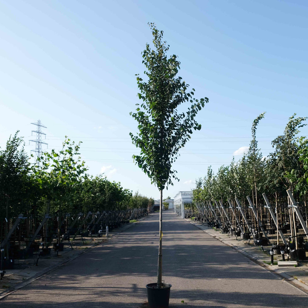 Hartjesboom (Cercidiphyllum japonicum)