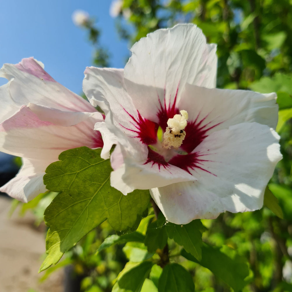 Hibiscus (Hibiscus syriacus Red Heart)