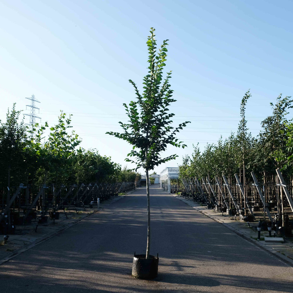 Hollandse iep (Ulmus Dodoens)