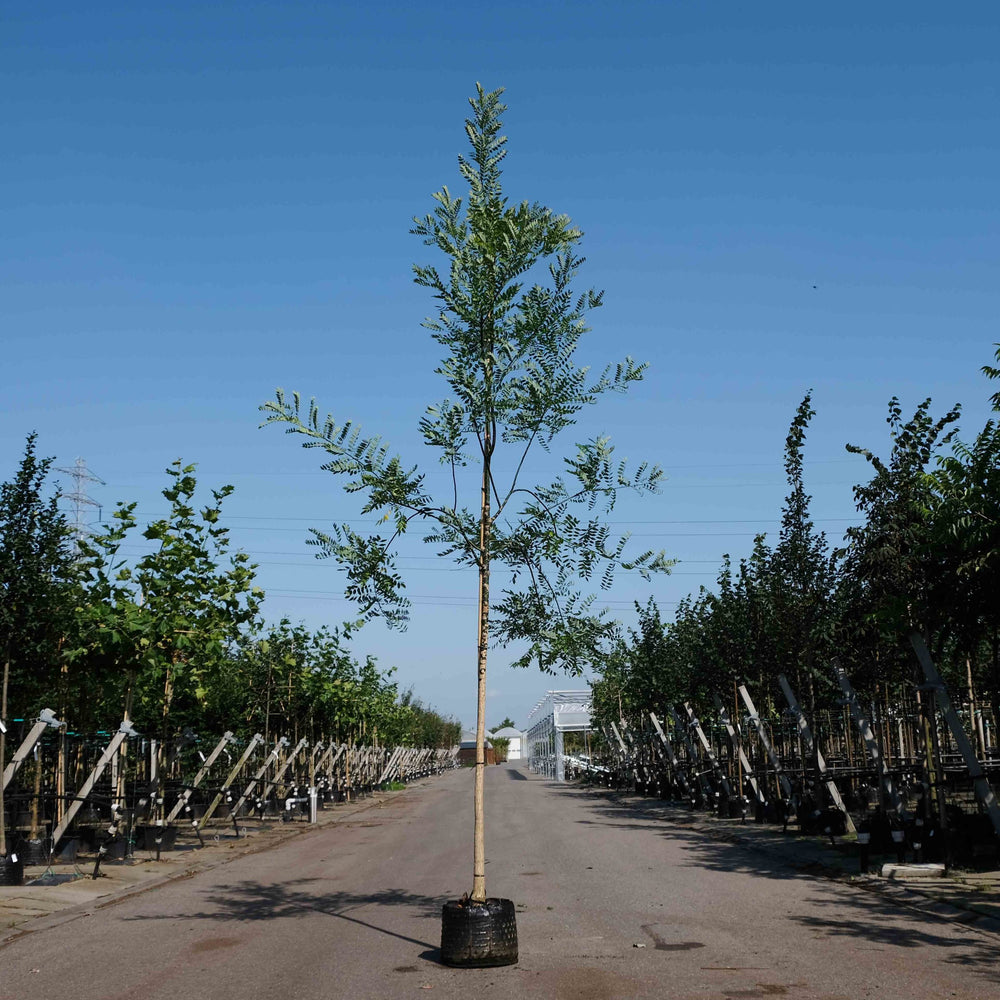 Honingboom (Sophora japonica)