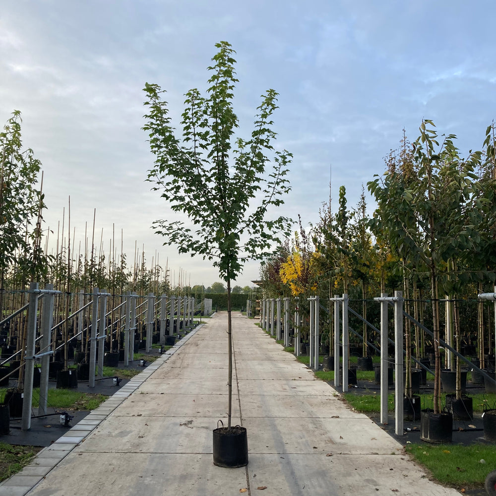 Acer rubrum October Glory