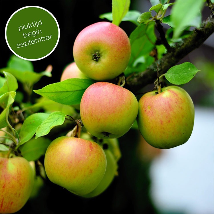 James Grieve Appelboom (zoetzuur)