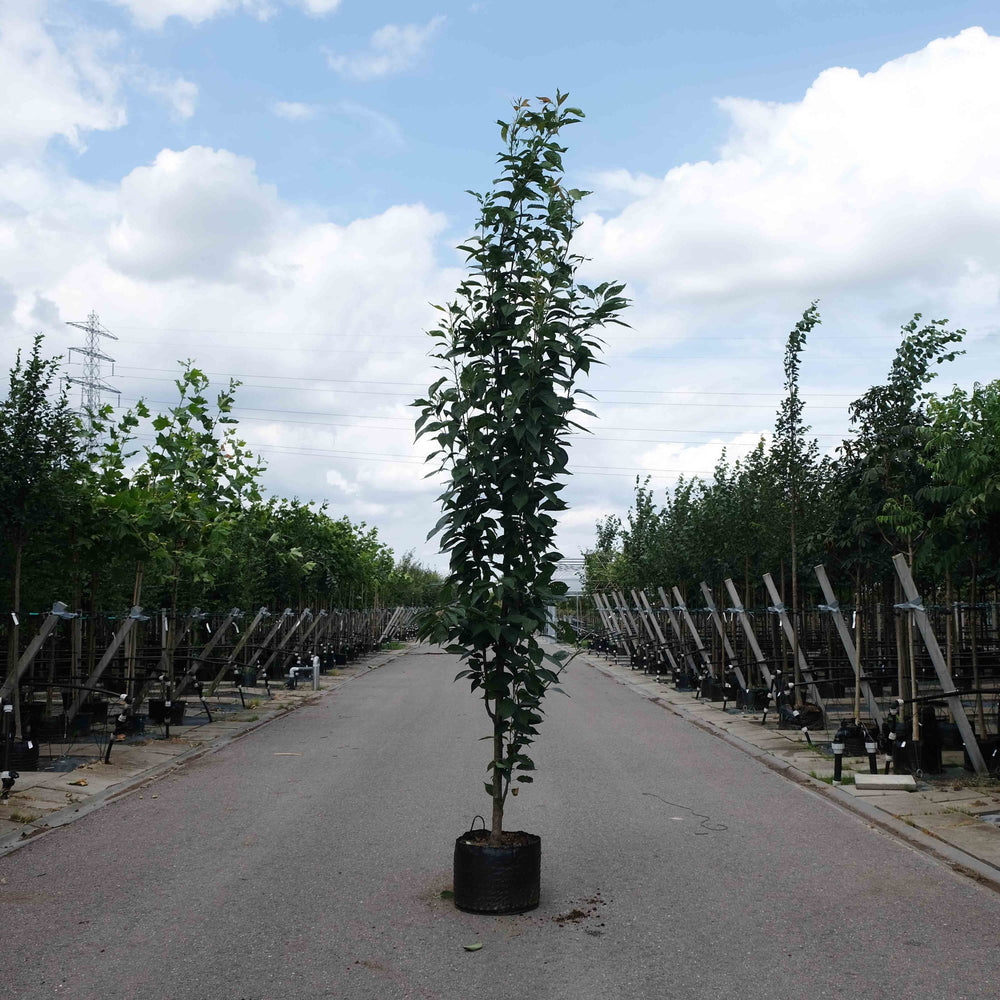 Japanse kers zuilboom (Prunus serrulata Amanogawa)