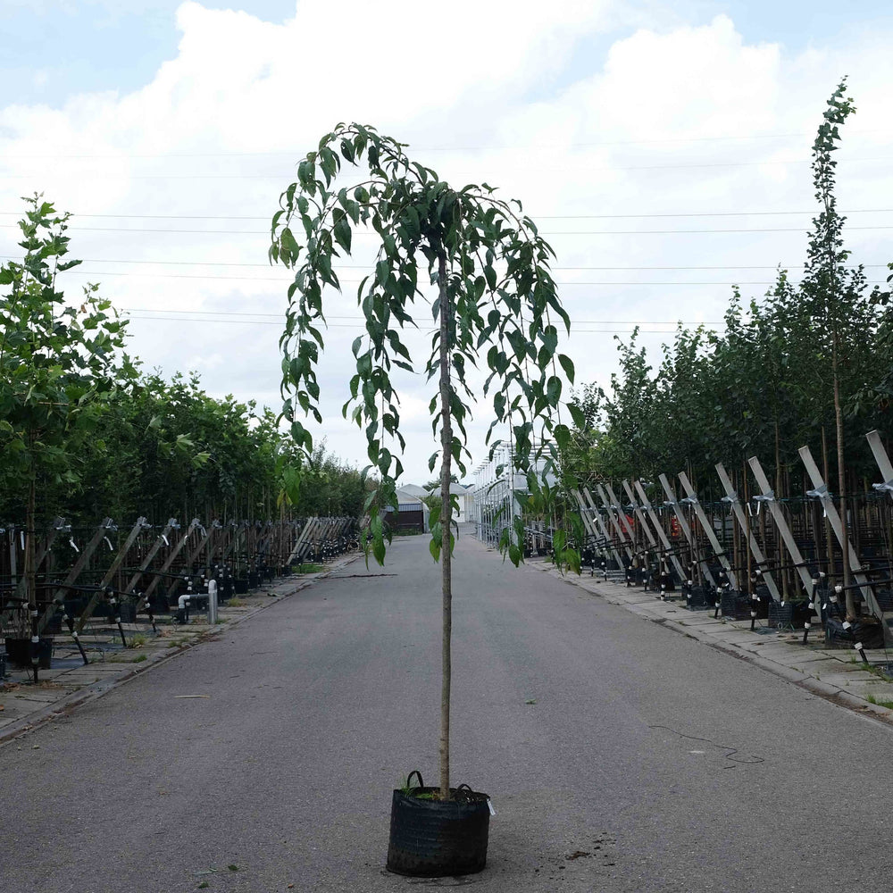 Treurkers (Prunus serrulata Kiku Shidare)