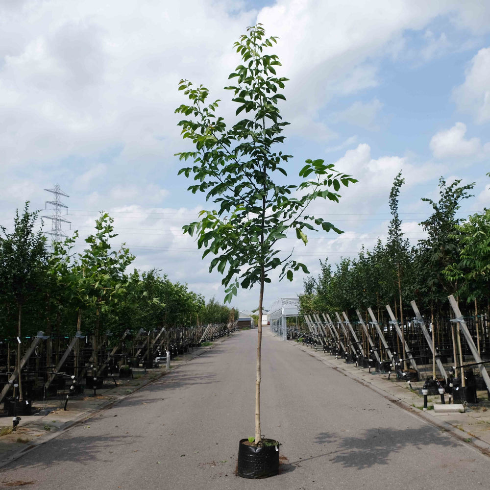 Walnotenboom (Juglans regia)