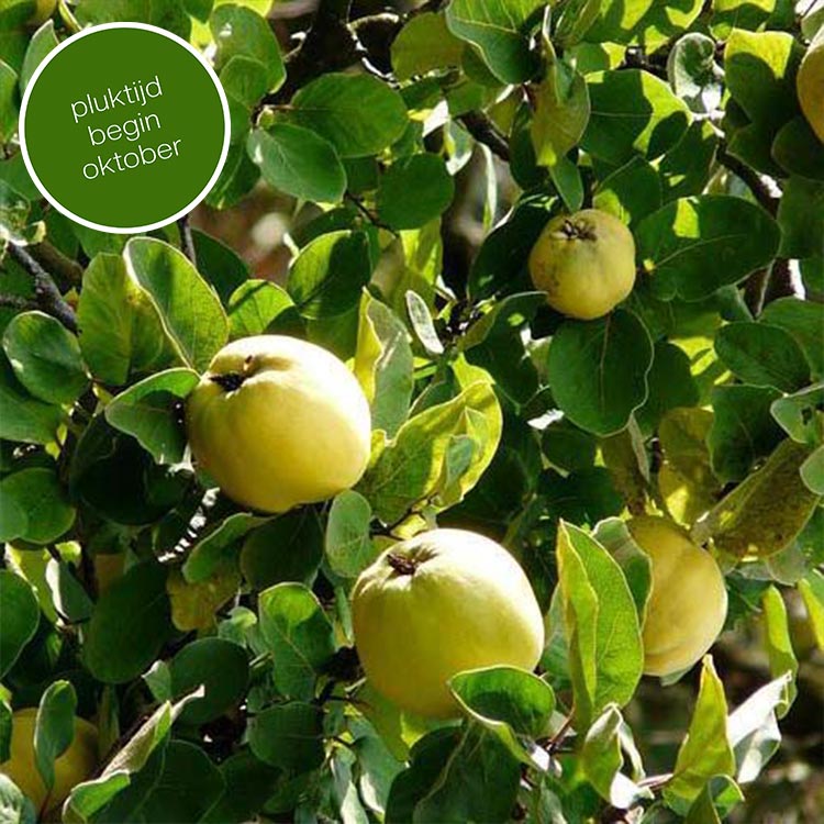 Kweepeer Cydonia oblonga (zuur)