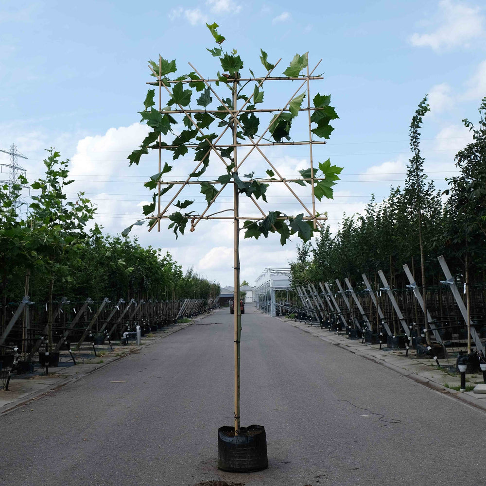 Leiplataan (Platanus hispanica)