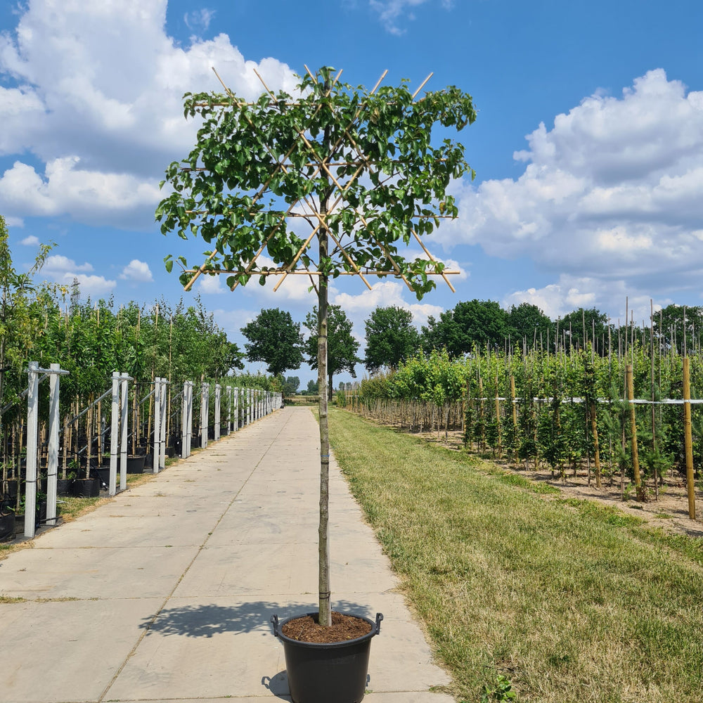 Leiboom sierpeer (Pyrus calleryana Chanticleer)
