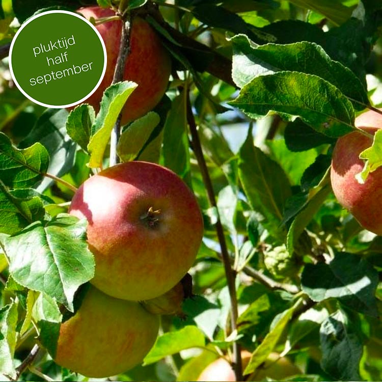 Elstar Appelboom (favoriet)