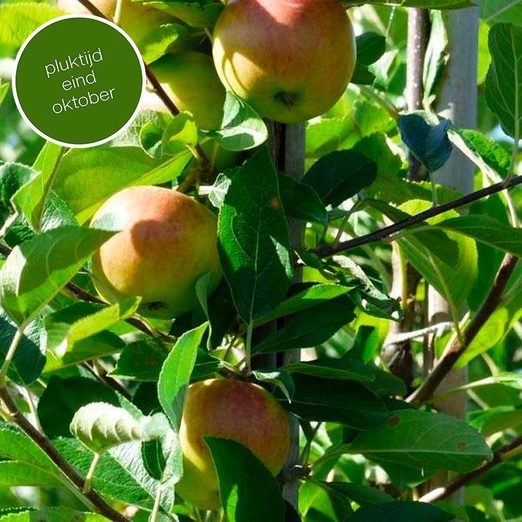 Appelboom Malus Jonagold (zoetzuur)