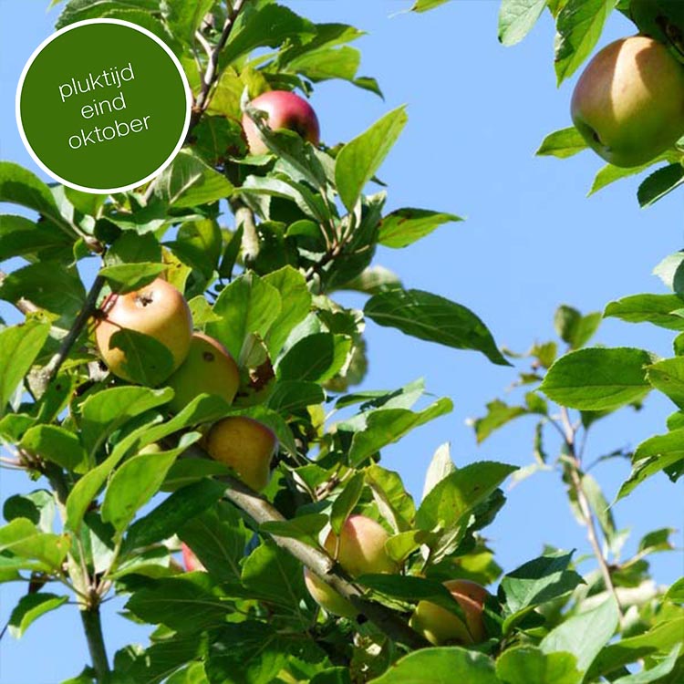 Notarisappel Appelboom (zuur)