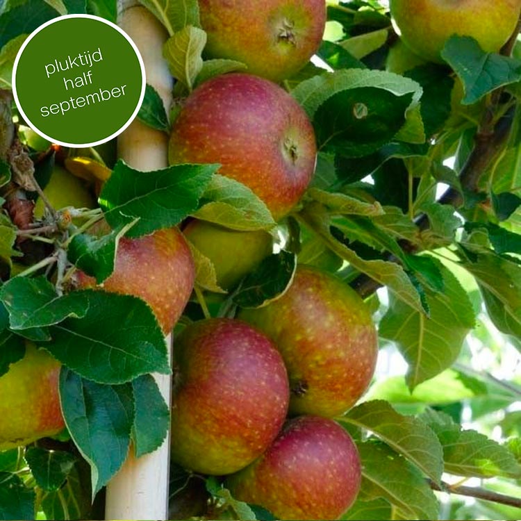Appelboom Malus domestica Cox (zoet)