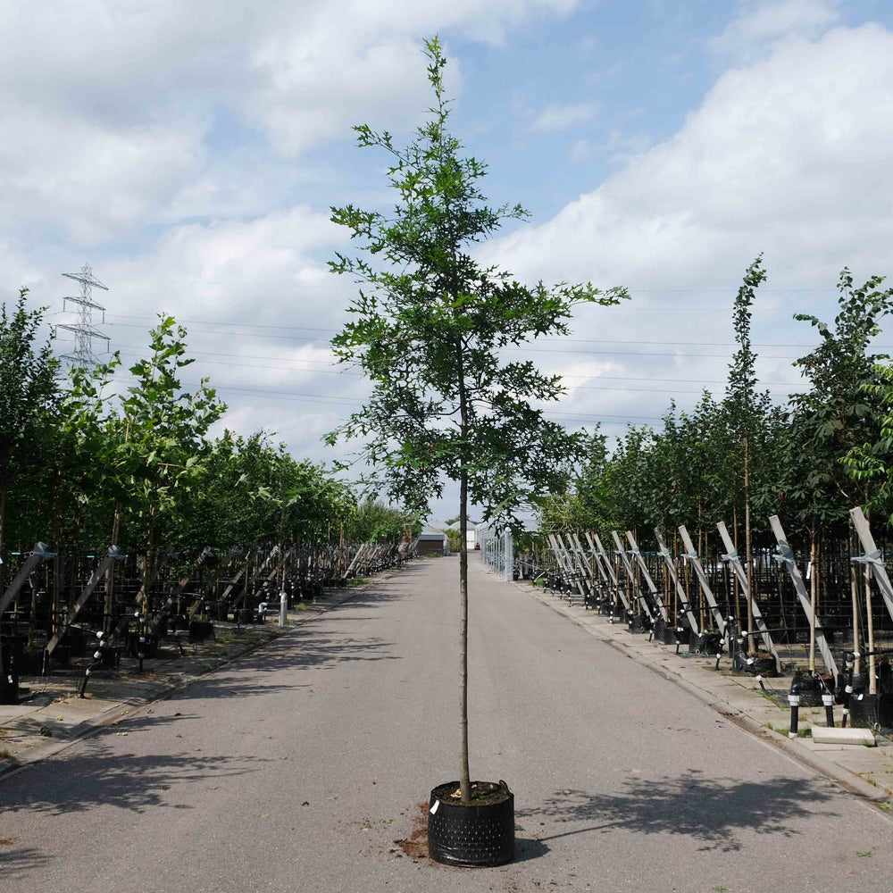 Moeraseik (Quercus palustris)