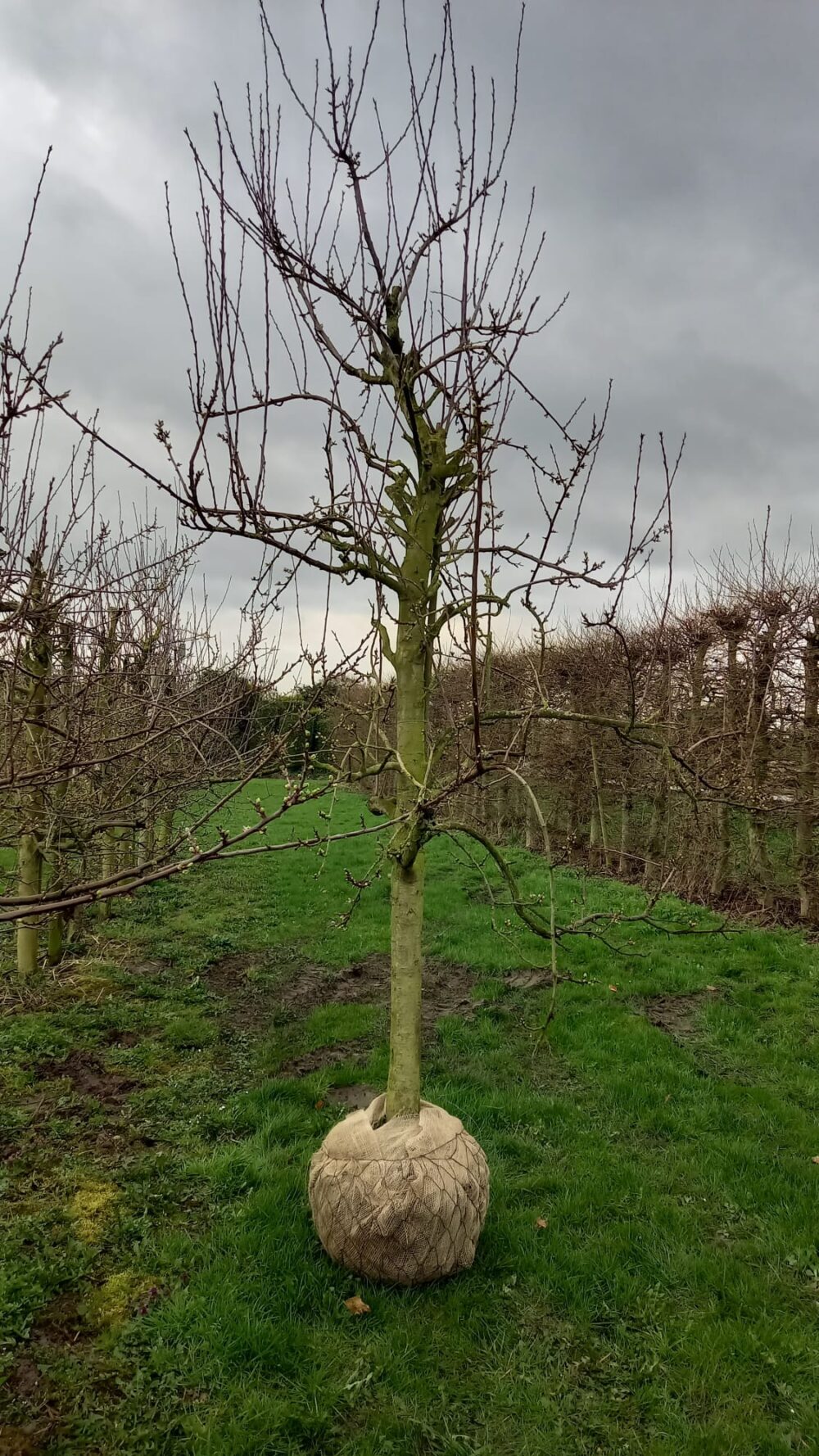 Oude pruimenboom Opal