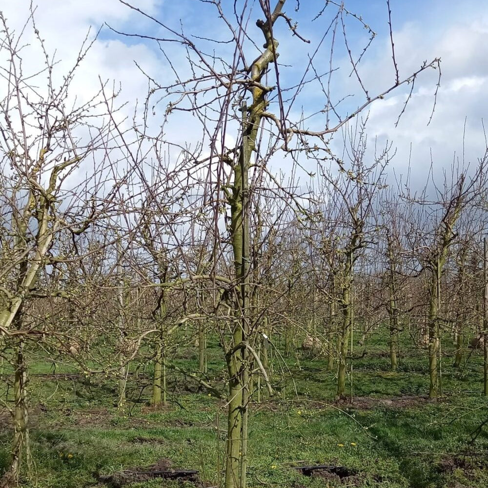 Oude Victoria fruitboom