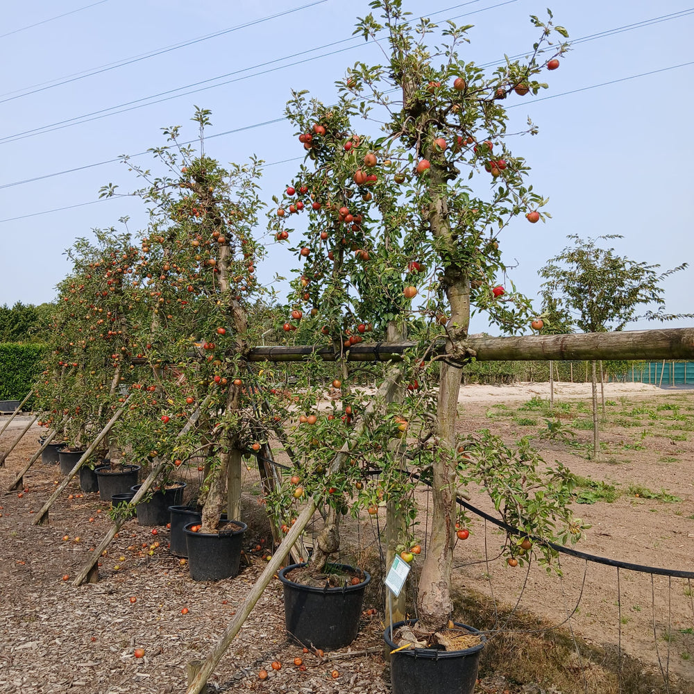 Oude appelboom (Malus Jonagold)