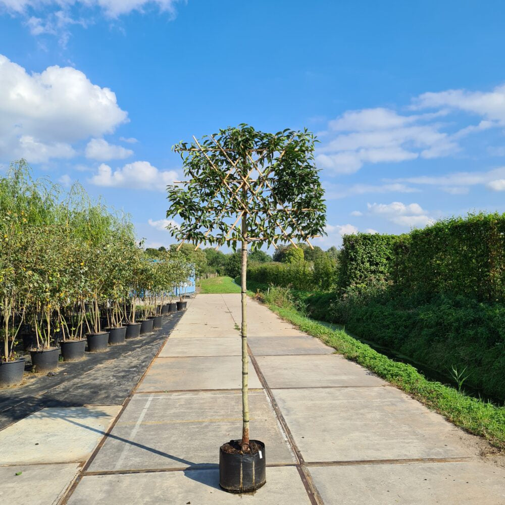 Portugese laurier leiboom