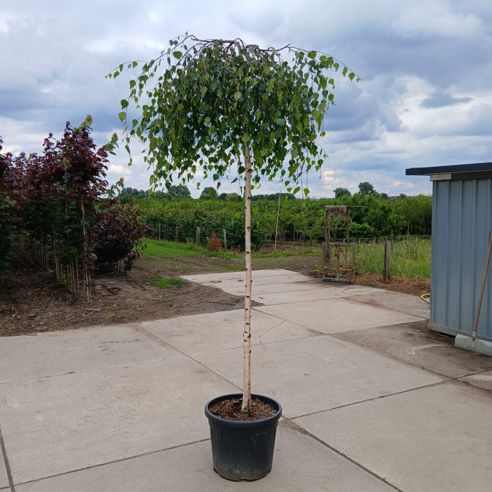 Prieelberk (Betula pendula Youngii)