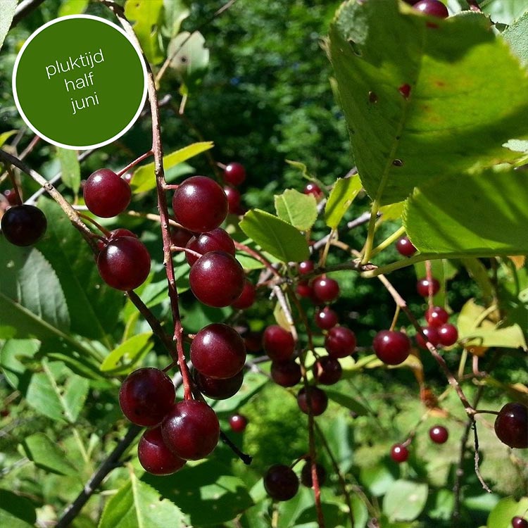 Kersenboom Prunus Castor (zoetzuur)