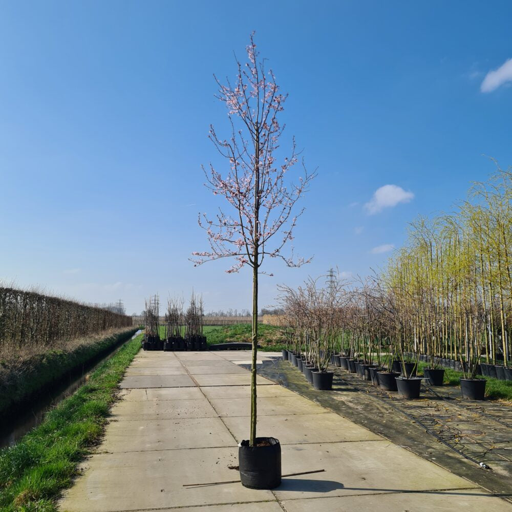 Prunus Cerasifera Nigra (Rode kerspruim)
