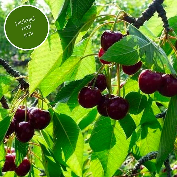 Kersenboom Prunus Early Rivers (zoet)