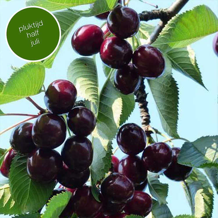 Kersenboom Prunus Karina (zoet)