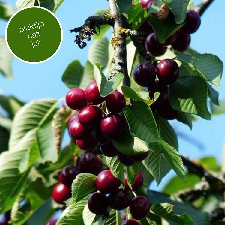 Kersenboom Prunus Kordia (zoet)