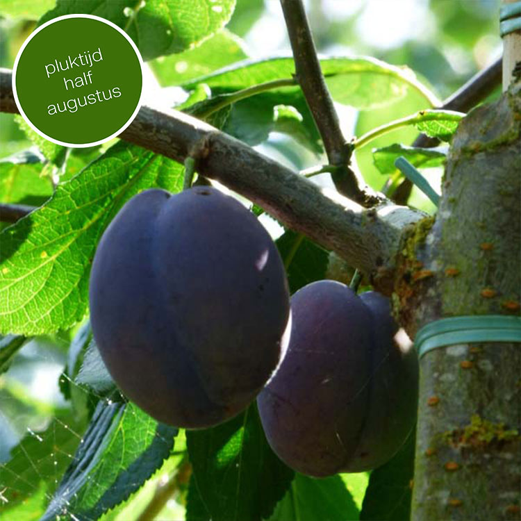 Pruimenboom Prunus domestica Monsieur Hatif (Zoet)