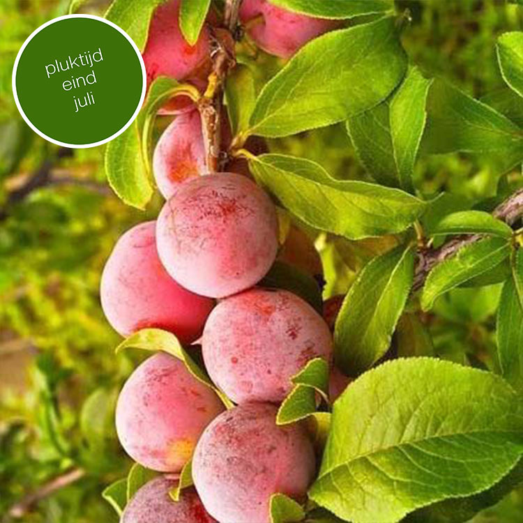 Pruimenboom Prunus domestica Opal (zoet)