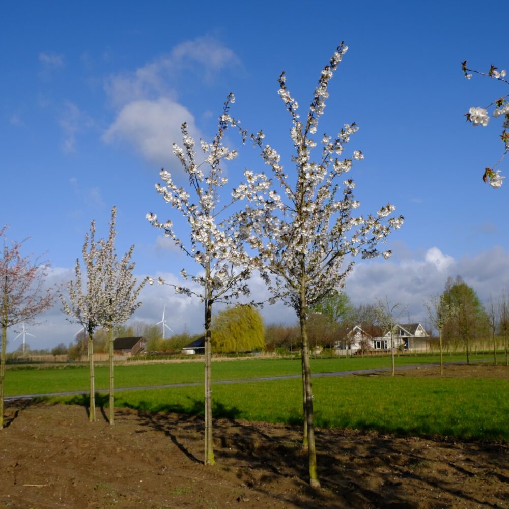 Sierkers (Prunus avium Plena)